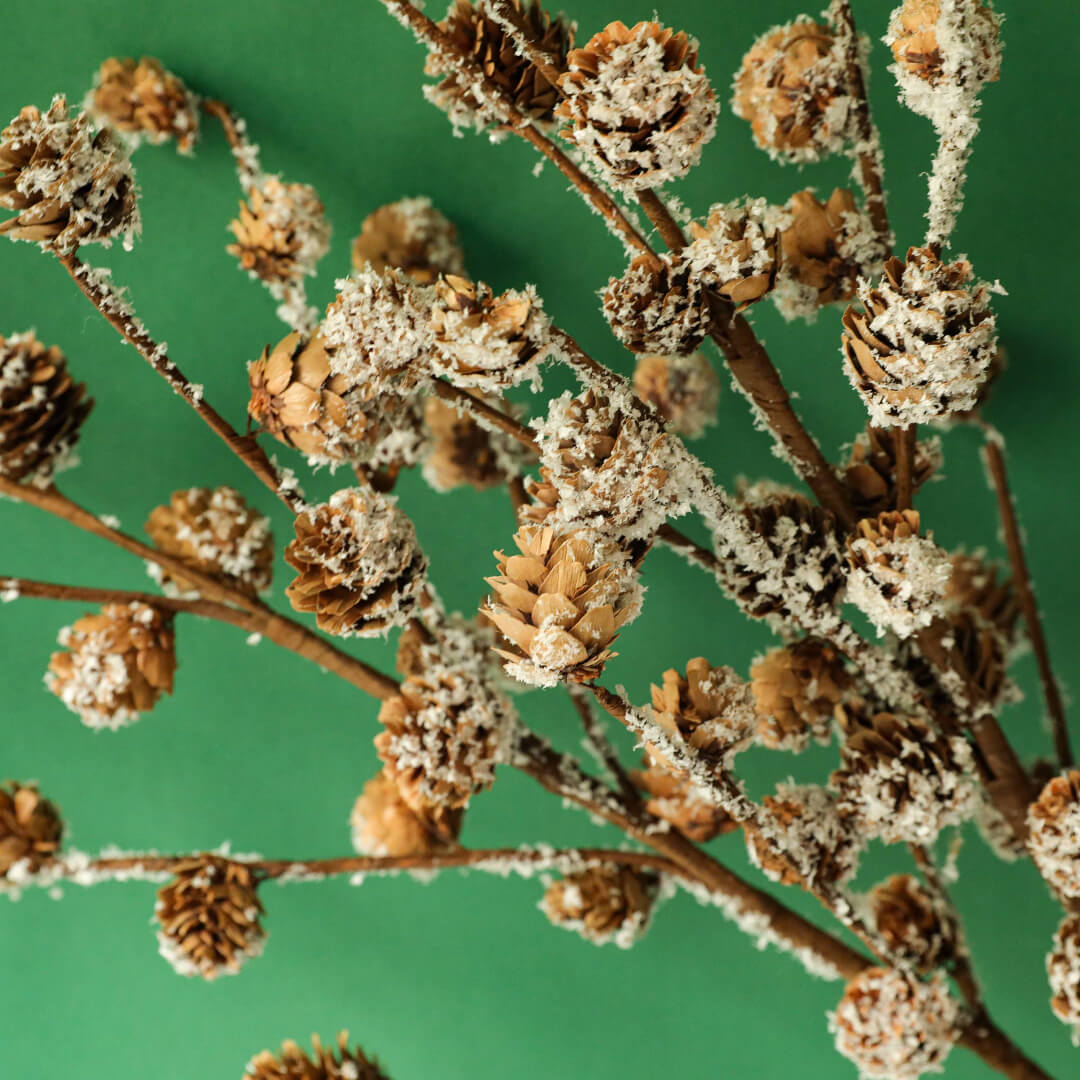 Detail of cedar leaves, showcasing elegant textures.