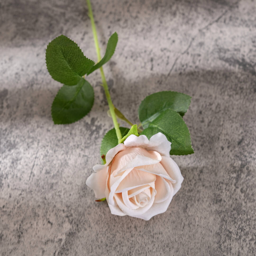 A champagne rose, bestowing blessings.