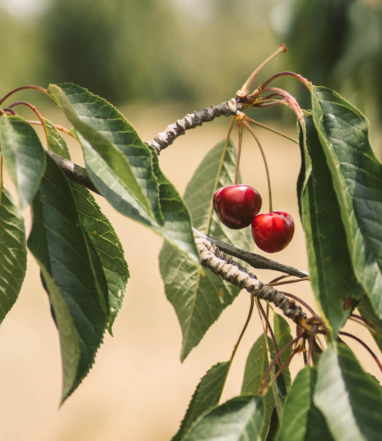 Cherry.