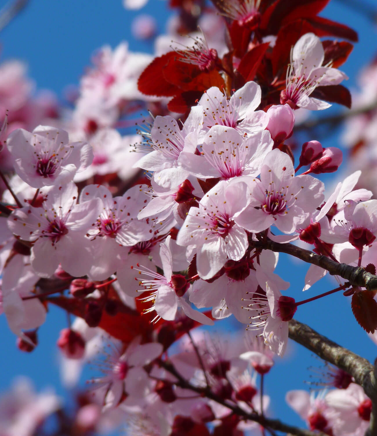 Cherry Blossom.