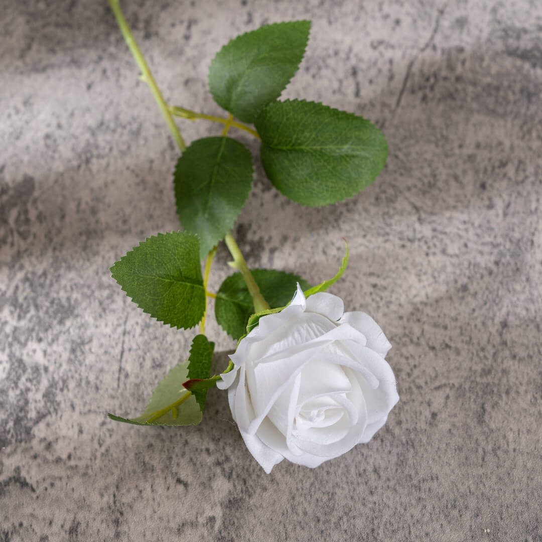 A cream-white rose, pure and elegant.