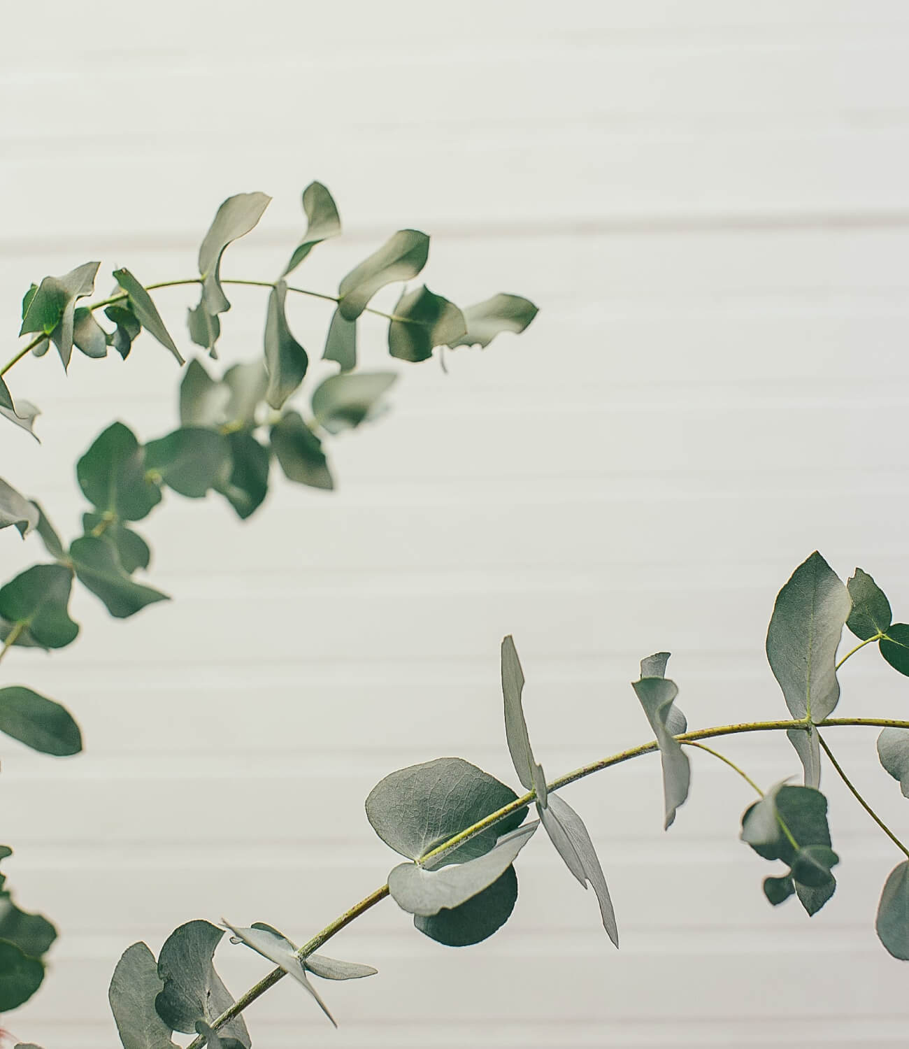 Eucalyptus.