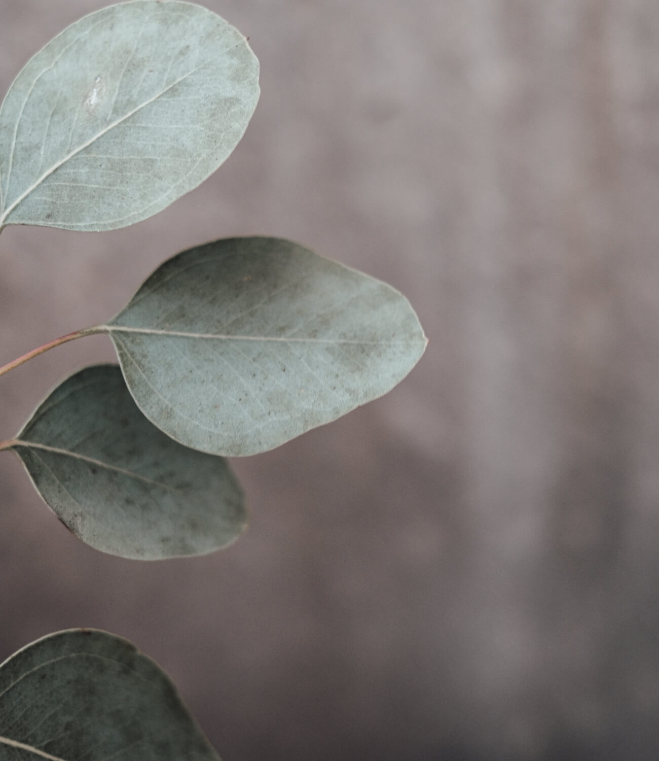 Eucalyptus.