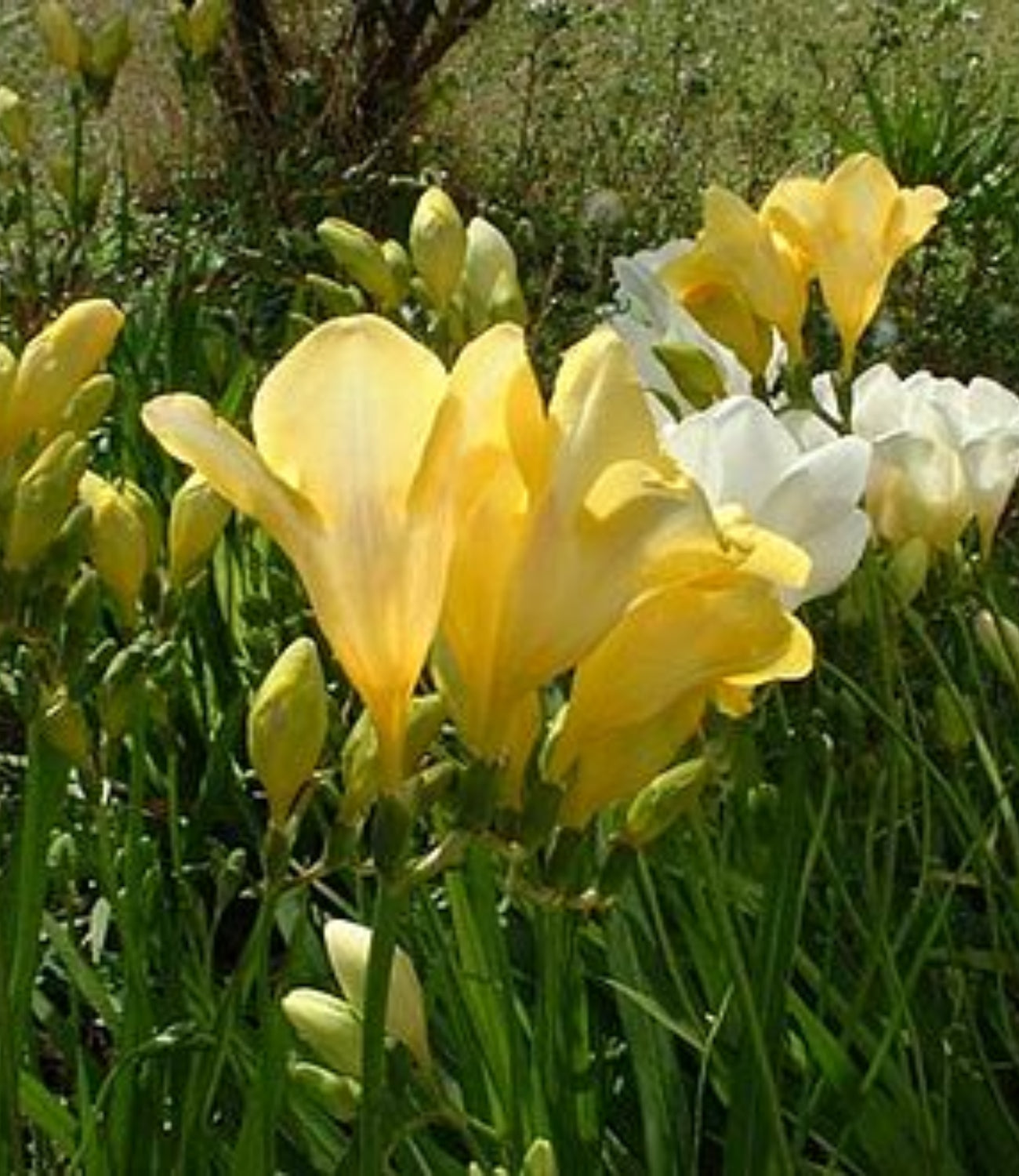 Freesia.
