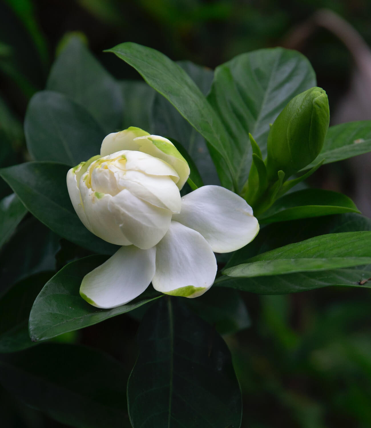 Gardenia.