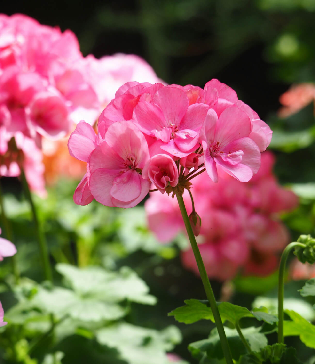 Geranium.