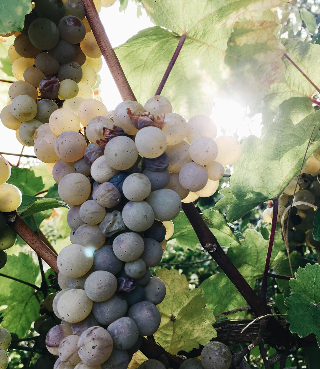 Grape.