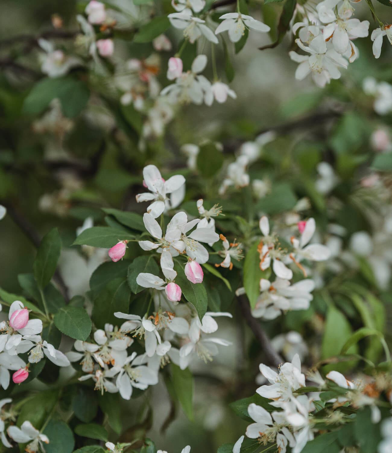 Jasmine.
