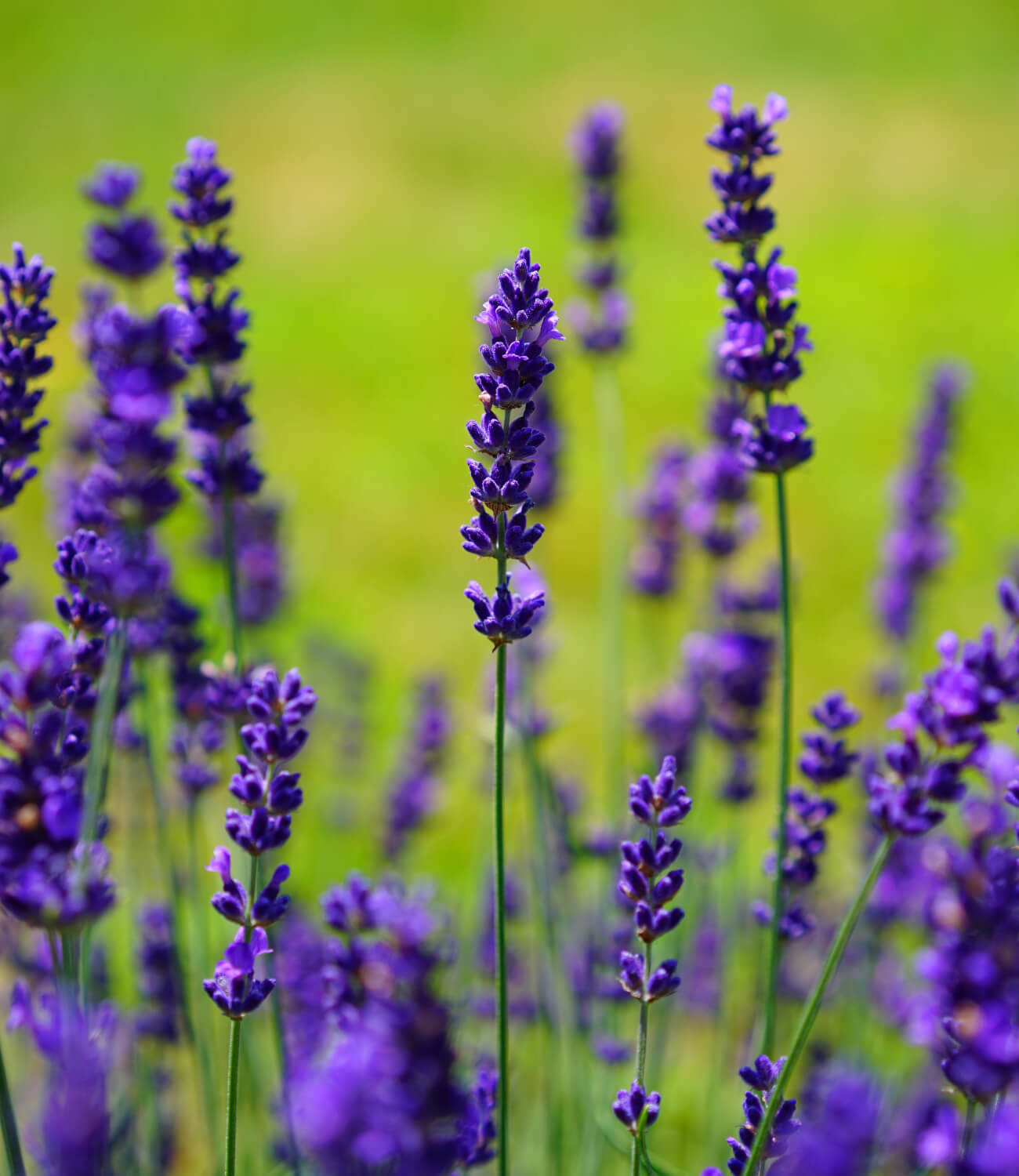 Lavender.