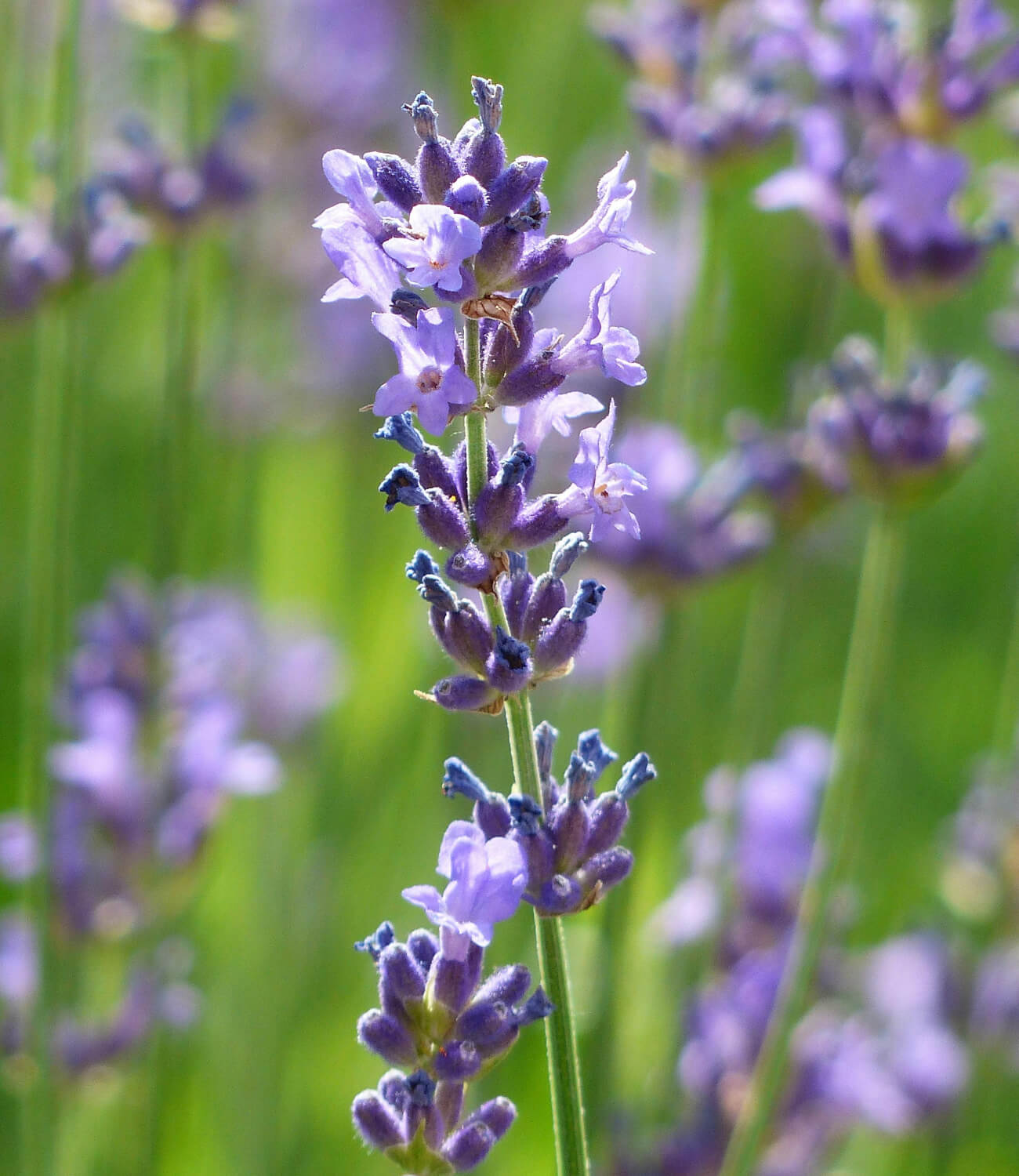 Lavender.