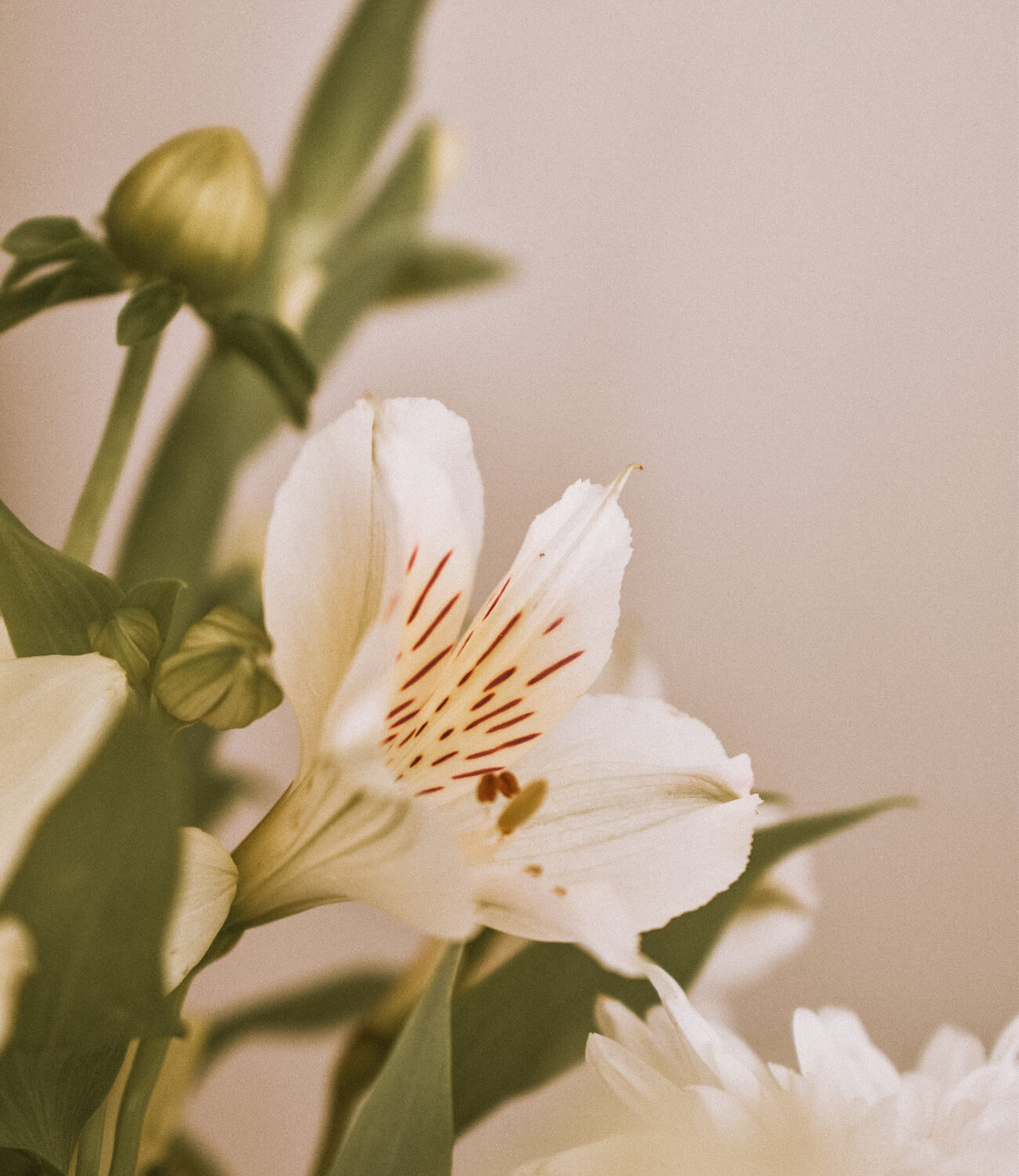 Lily.