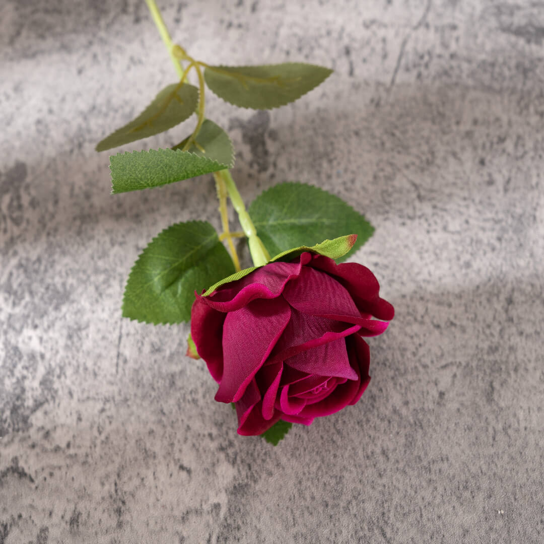 A magenta rose, full of passion.