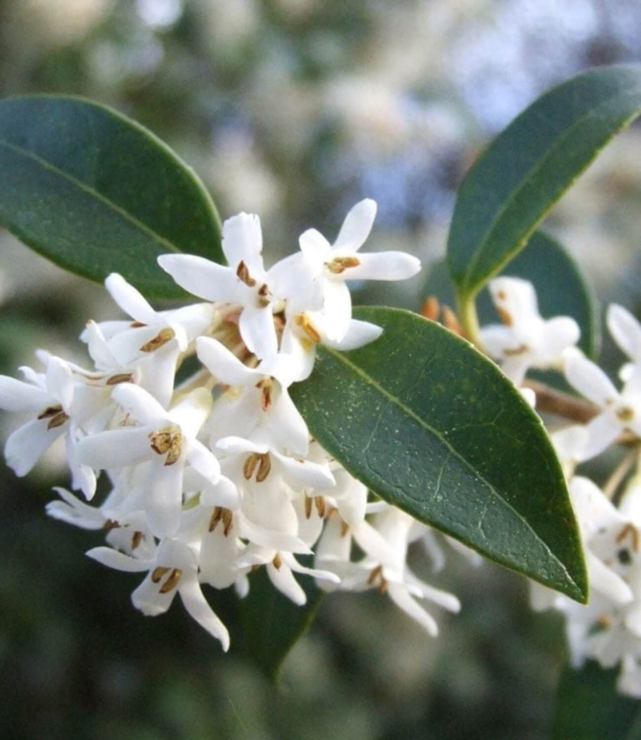 Osmanthus.