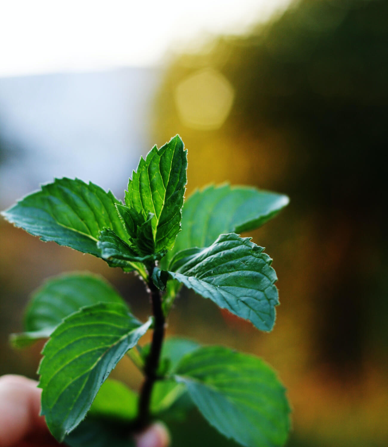 Peppermint.