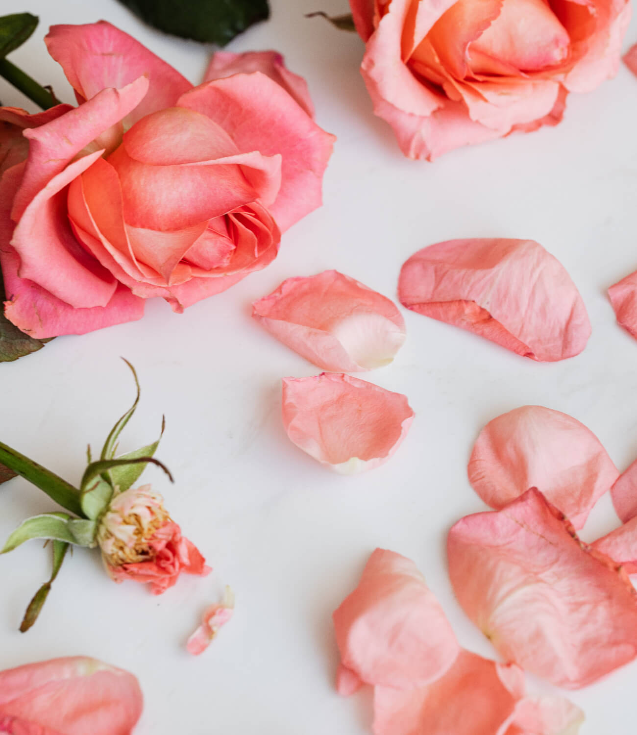 Rose.