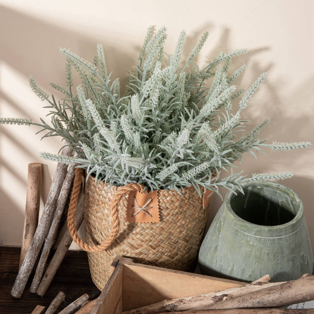 Sage plant in sunlight, leaves glistening.