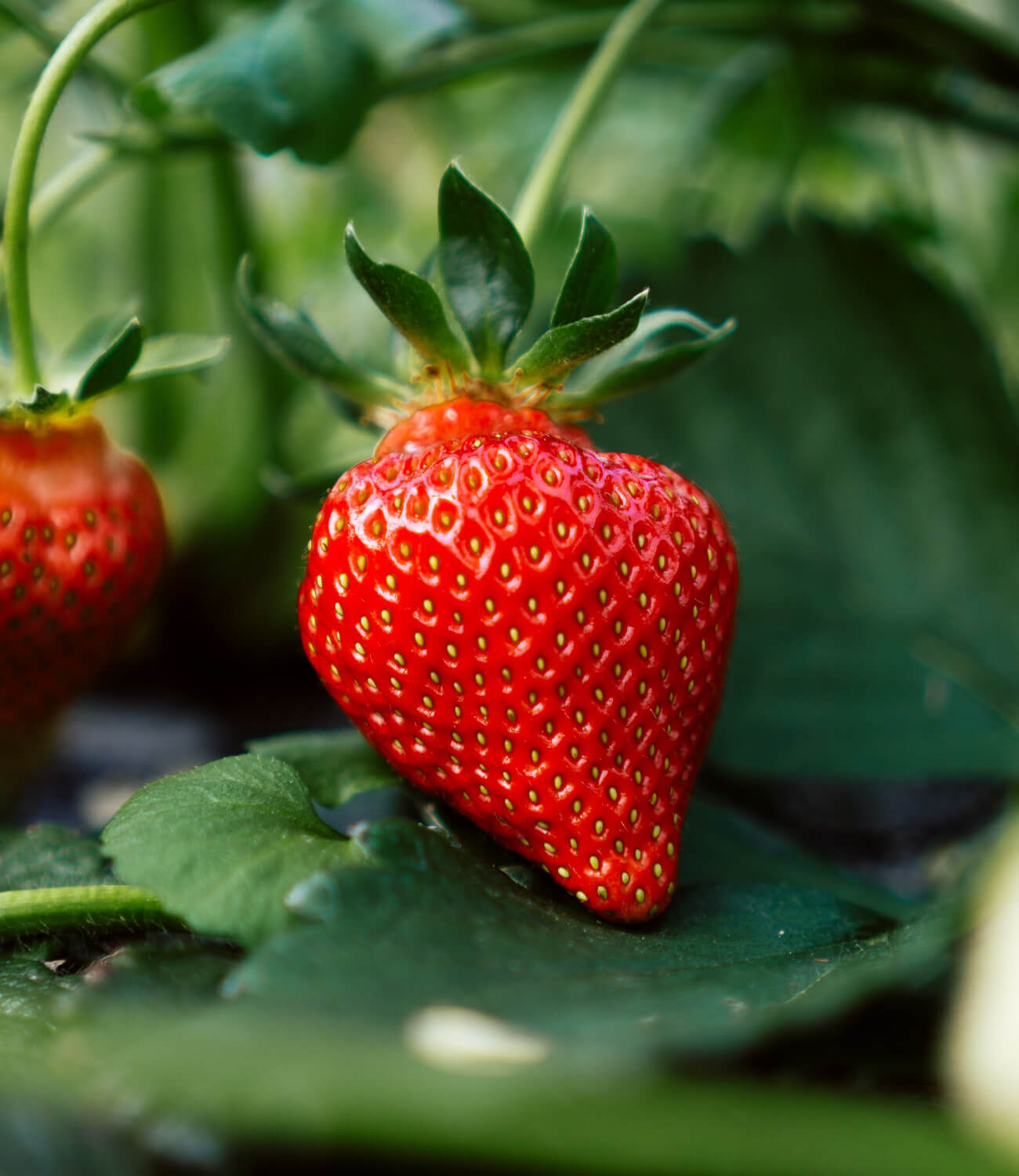 Strawberry.