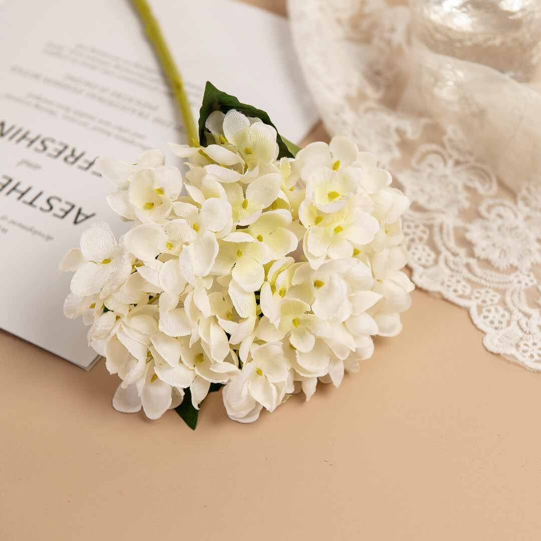 White hydrangea, morning dew.