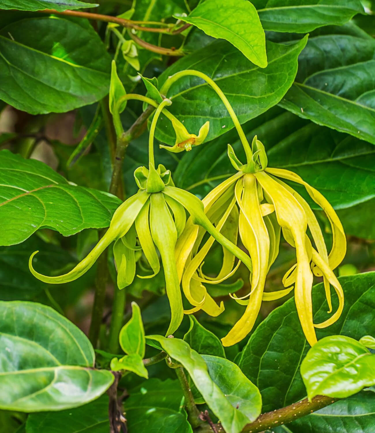 Ylang Ylang.